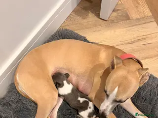 Whippet dogs Beautiful whippet puppies - Advert 2