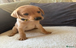 Labrador Retriever dogs for sale: Female Yellow Labrador Puppy  - Image 12