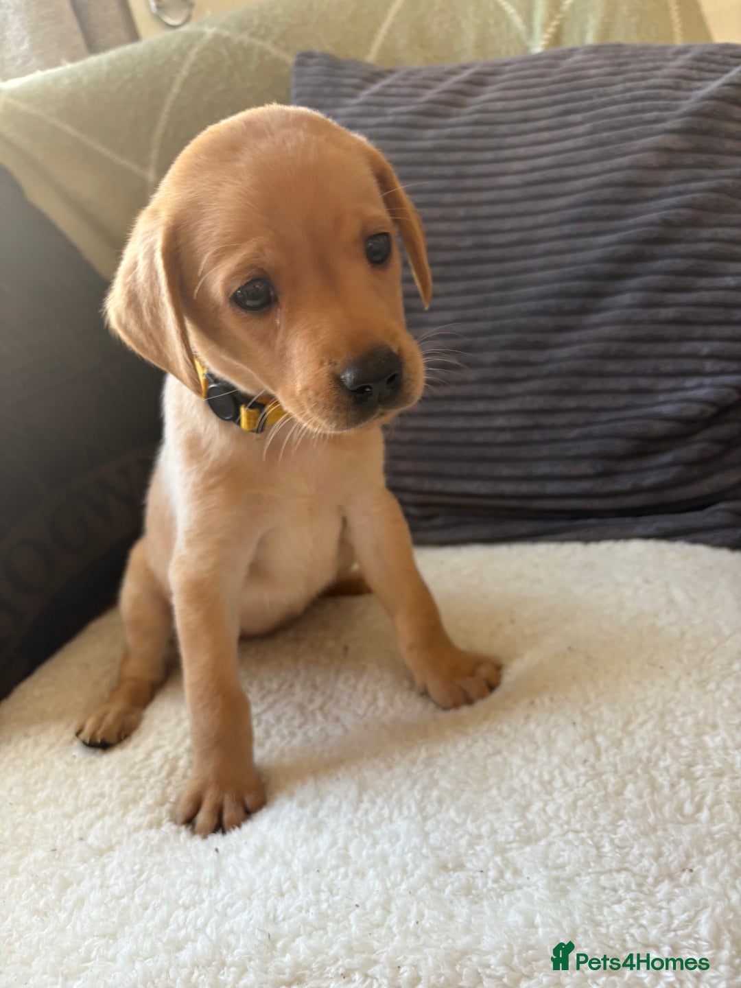 Labrador Retriever dogs for sale: Female Yellow Labrador Puppy  - Image 12