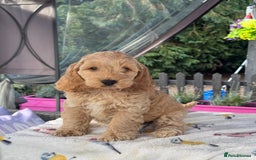 Cockapoo dogs for sale: 1 boys left apricot f1 DNA tested Cockerpoos  - Image 25