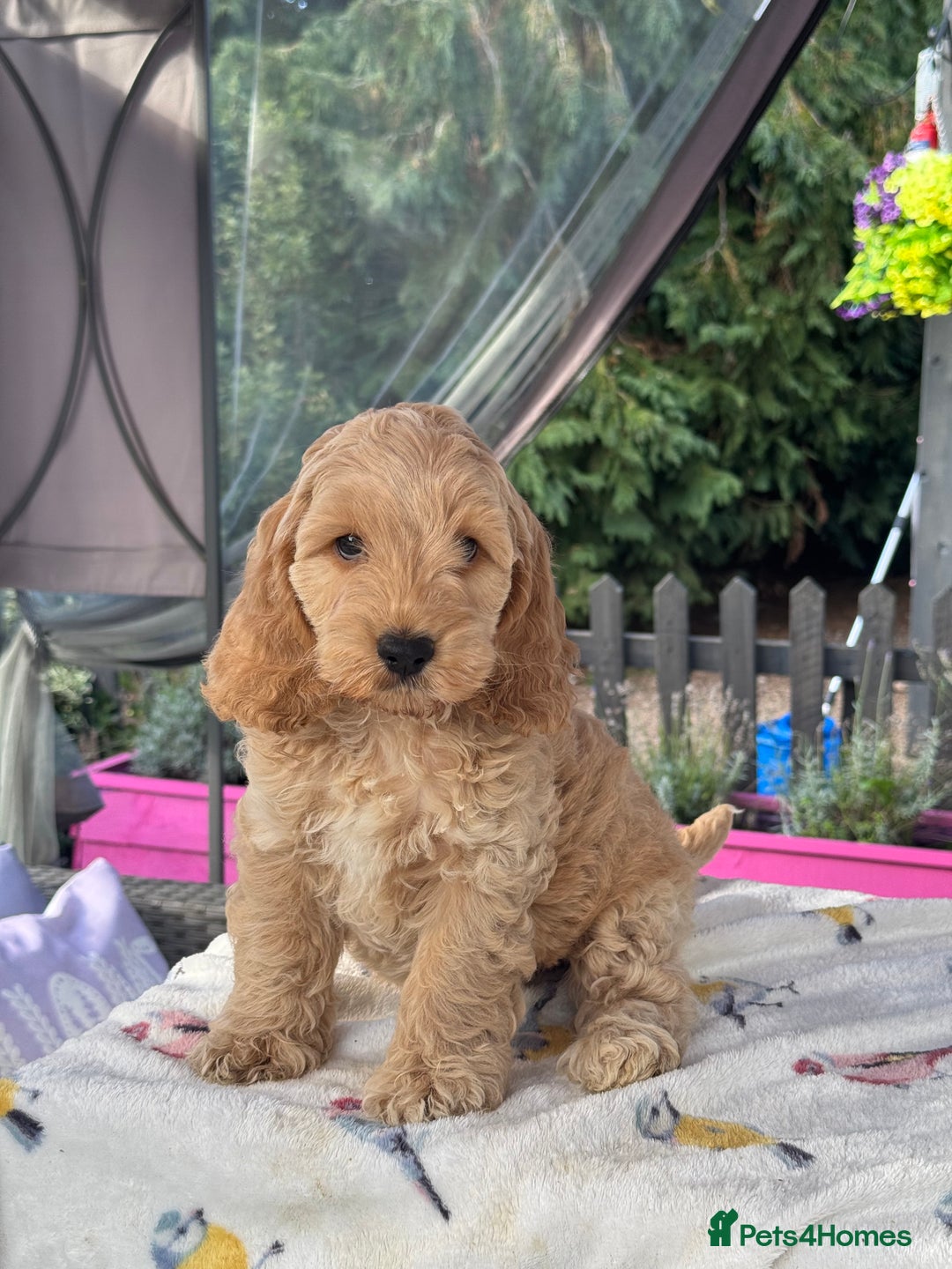 Cockapoo dogs for sale: 1 boys left apricot f1 DNA tested Cockerpoos  - Image 25