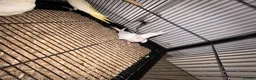 Conures birds for sale: 🦜pineapple-cheek Conures🦜 Cockatiels 🦜 - Advert 5