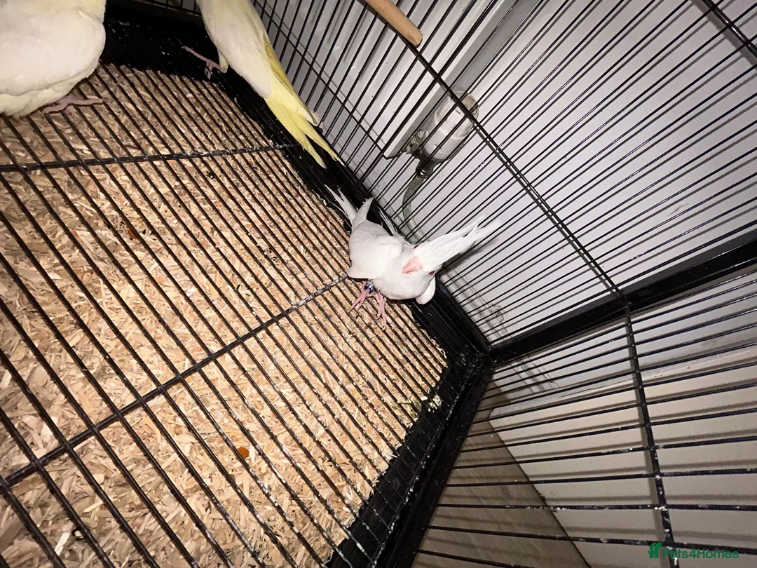 Conures birds for sale: 🦜pineapple-cheek Conures🦜 Cockatiels 🦜 - Advert 5
