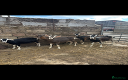 Goats livestock for sale: Selection off goats looking for a new 🏡 - Image 2