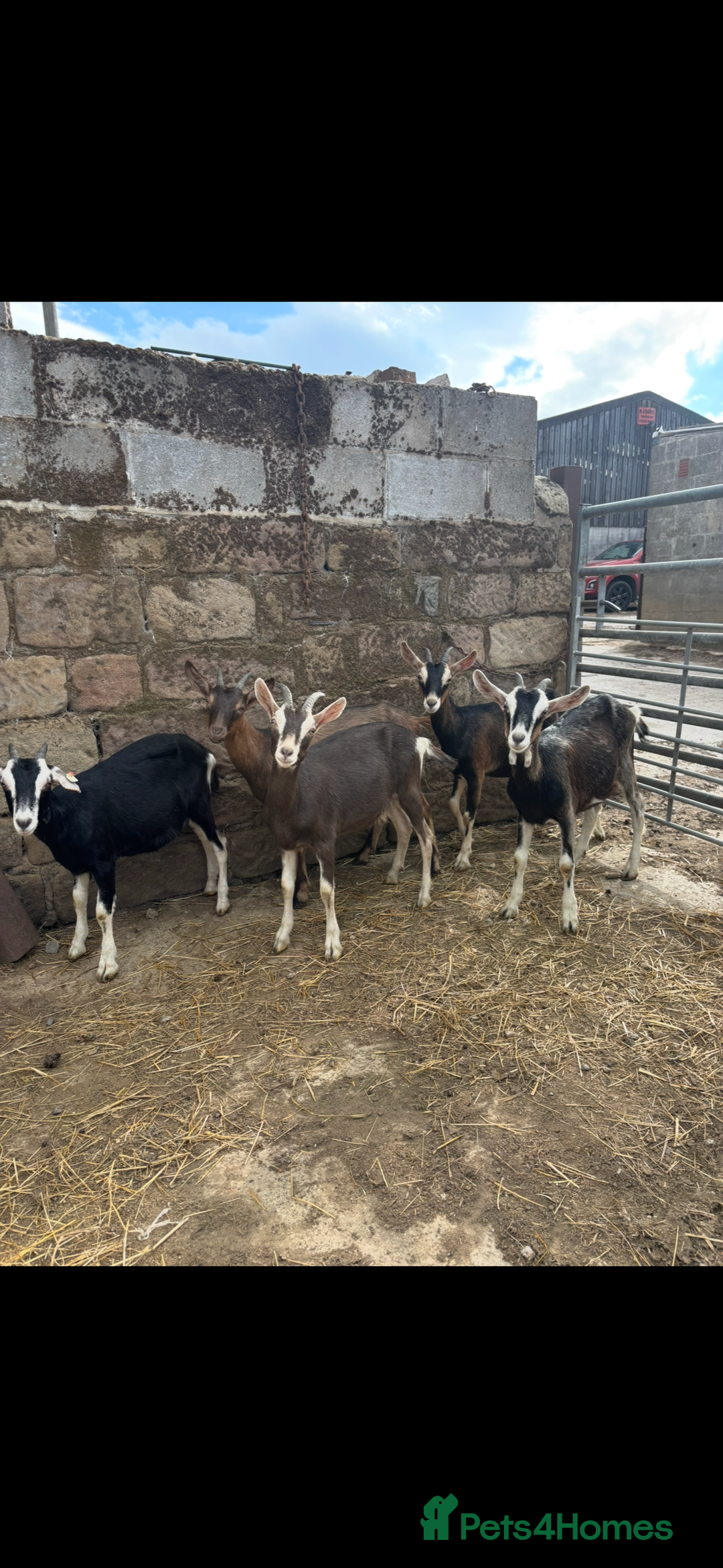 Goats livestock for sale: Selection off goats looking for a new 🏡 - Image 2