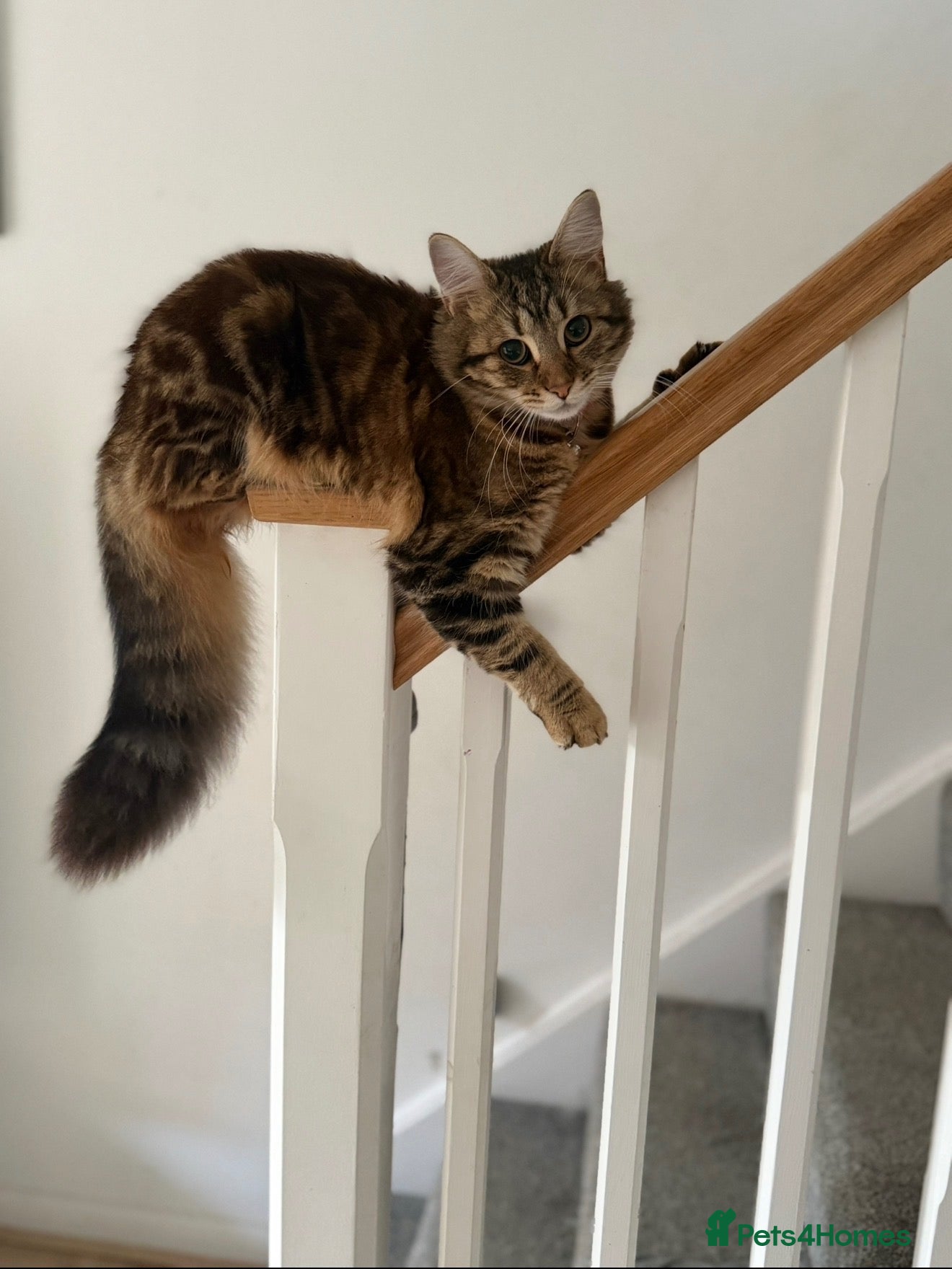 Maine Coon cats Mainecoon X BSH - Advert 1