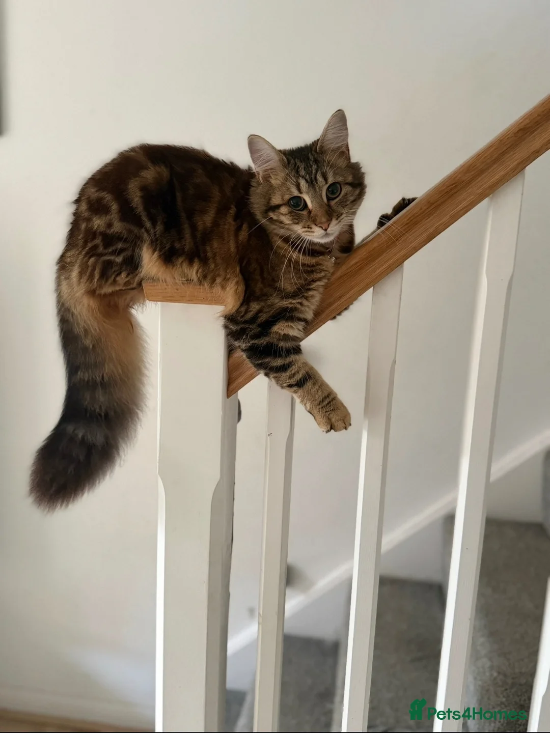 Maine Coon cats for sale: Mainecoon X BSH - Advert 1