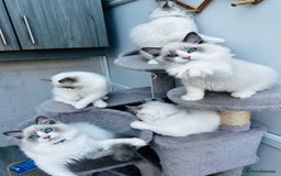 Ragdoll cats for sale: Male Ragdoll kittens - Image 1