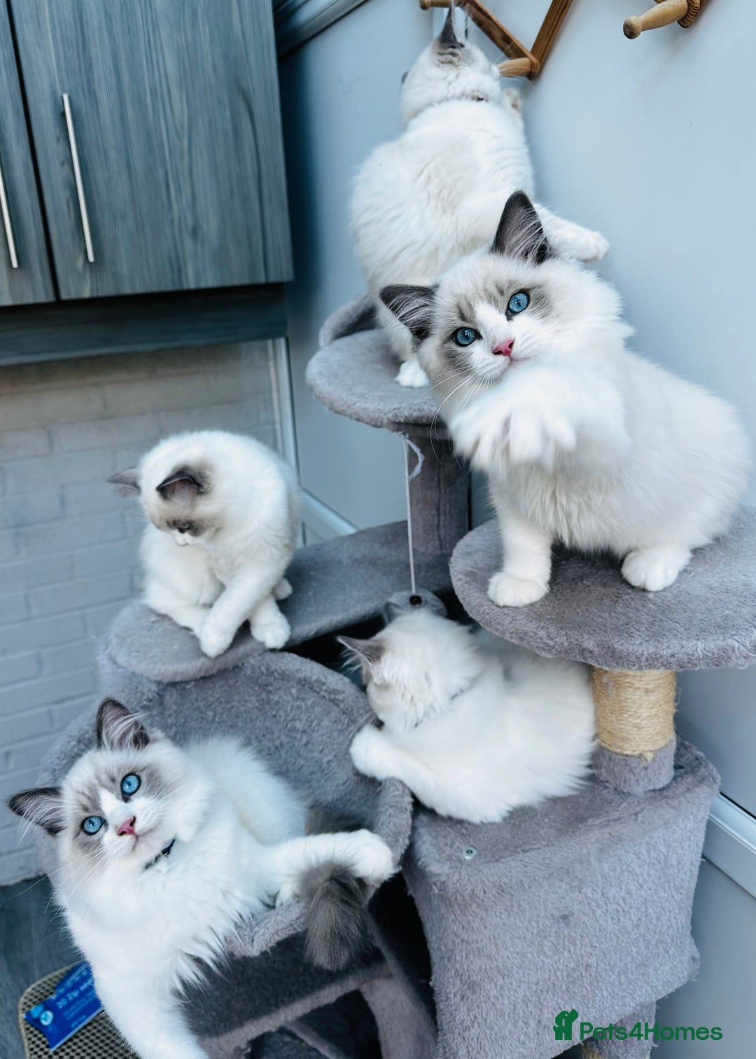 Ragdoll cats for sale: Male Ragdoll kittens - Image 1