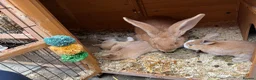 Mixed Breed rabbits for sale: 4x continental giant x French lop bunnies for sale in Sevenoaks - Advert 12
