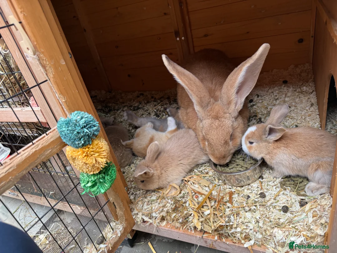 Mixed Breed rabbits for sale: 4x continental giant x French lop bunnies for sale in Sevenoaks - Advert 12