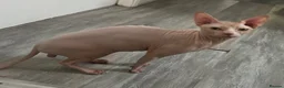 Sphynx cats for sale: Franek good for 5* home - Advert 14