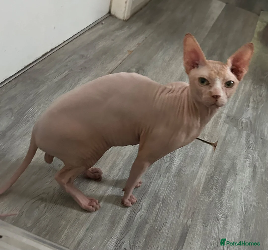 Sphynx cats for sale: Franek good for 5* home - Advert 14