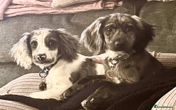 Cocker Spaniel dogs for sale: 2 Male Merle Cocker Spaniels - Image 1