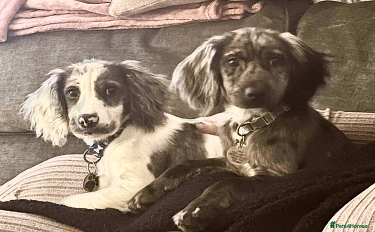 Cocker Spaniel dogs - Advert 1