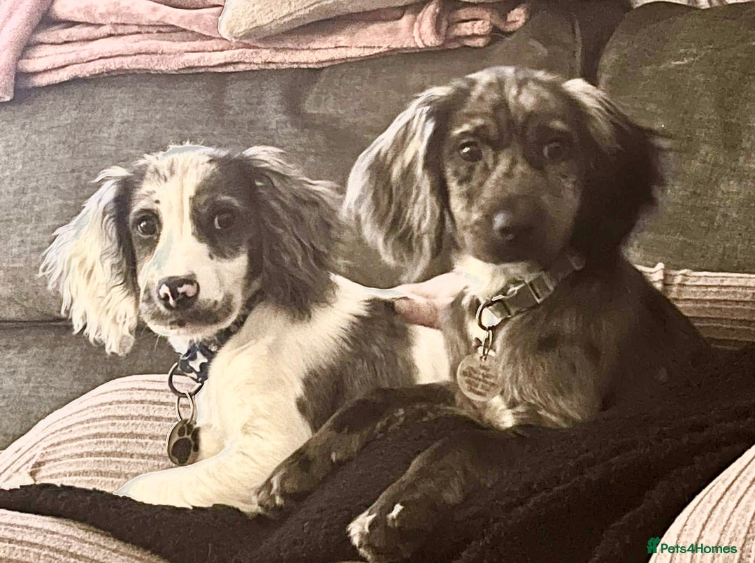 Cocker Spaniel dogs for sale: 2 Male Merle Cocker Spaniels - Image 1