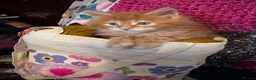 Maine Coon cats for sale: TICA registered polydactyl Maine Coon kittens 😻 - Advert 17