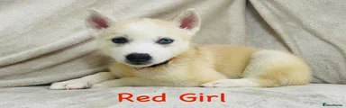 Siberian Husky Puppy Red
