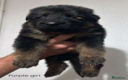 German Shepherd dogs for sale: BIG BONDED, LONG HAIRED GSD PUPPYS  - Image 16