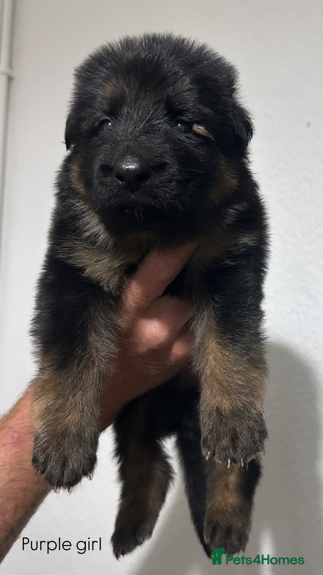 German Shepherd dogs for sale: BIG BONDED, LONG HAIRED GSD PUPPYS  - Image 16