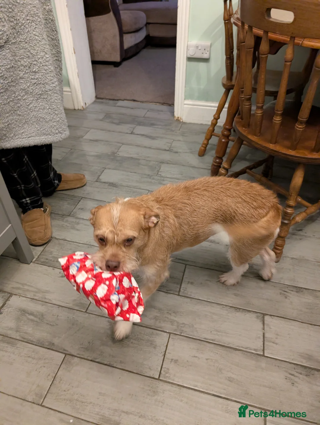 Mixed Breed dogs for sale: Poodle x bulldog for sale - Advert 4