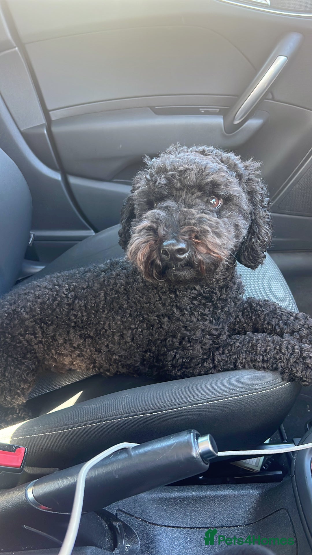 Cavapoochon dogs for sale: Beautiful cavapoochon needing an urgent home! - Advert 2