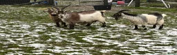Goats livestock for sale: In kid Pygmy goats  - Advert 4