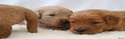 Mini Goldendoodle dogs for sale: F1 Miniature Goldendoodle’s - Advert 11