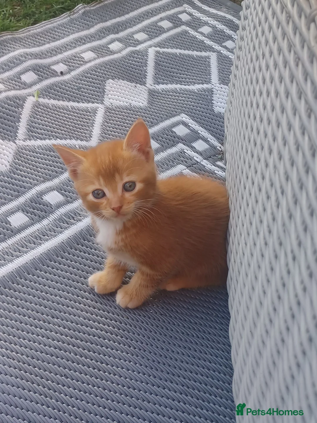 Mixed Breed cats for sale: ADORABLE KITTENS FOR SALE - Advert 1