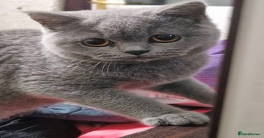 British Shorthair cats - Advert 14