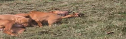 Hungarian Vizsla dogs for sale: Dual Purpose Hungarian Vizsla Bitch Puppies - Advert 6