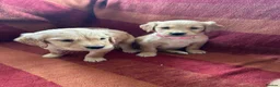Golden Retriever dogs for sale: Kc registered golden retriever puppies  - Advert 10