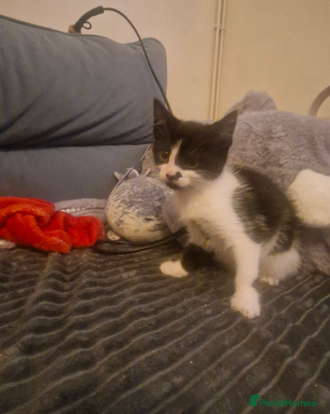 Mixed Breed cats for sale: Female Kitten needing a home as soon as possible - Image 5