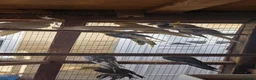 Cockatiels birds for sale: Cockatiel  - Advert 5