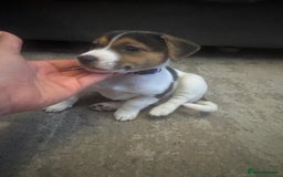 Jack Russell dogs for sale: Jack Russell litter of 7 - Advert 13