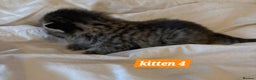 Scottish Fold cats for sale: Stunning Smoky Grey Kittens - Advert 17