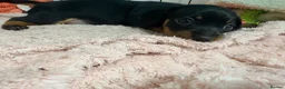 Miniature Dachshund dogs for sale: 2 x miniature dachshunds  in Colchester - Advert 8