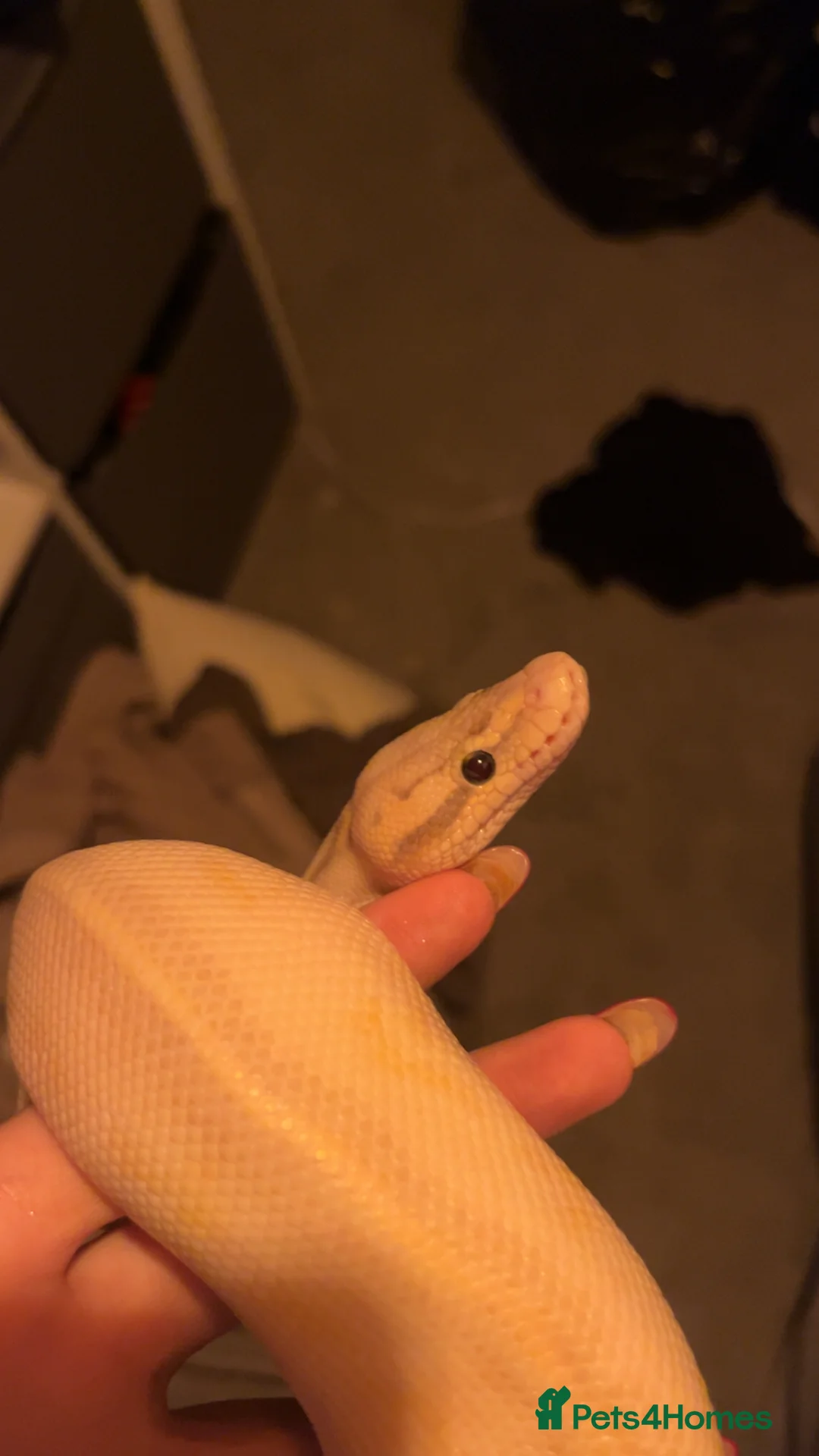 Python Snake reptiles for sale: Super lemon pastel highway ball python  - Advert 5