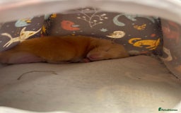Hamster rodents for sale: Gorgeous male Syrian hamster  - Image 15
