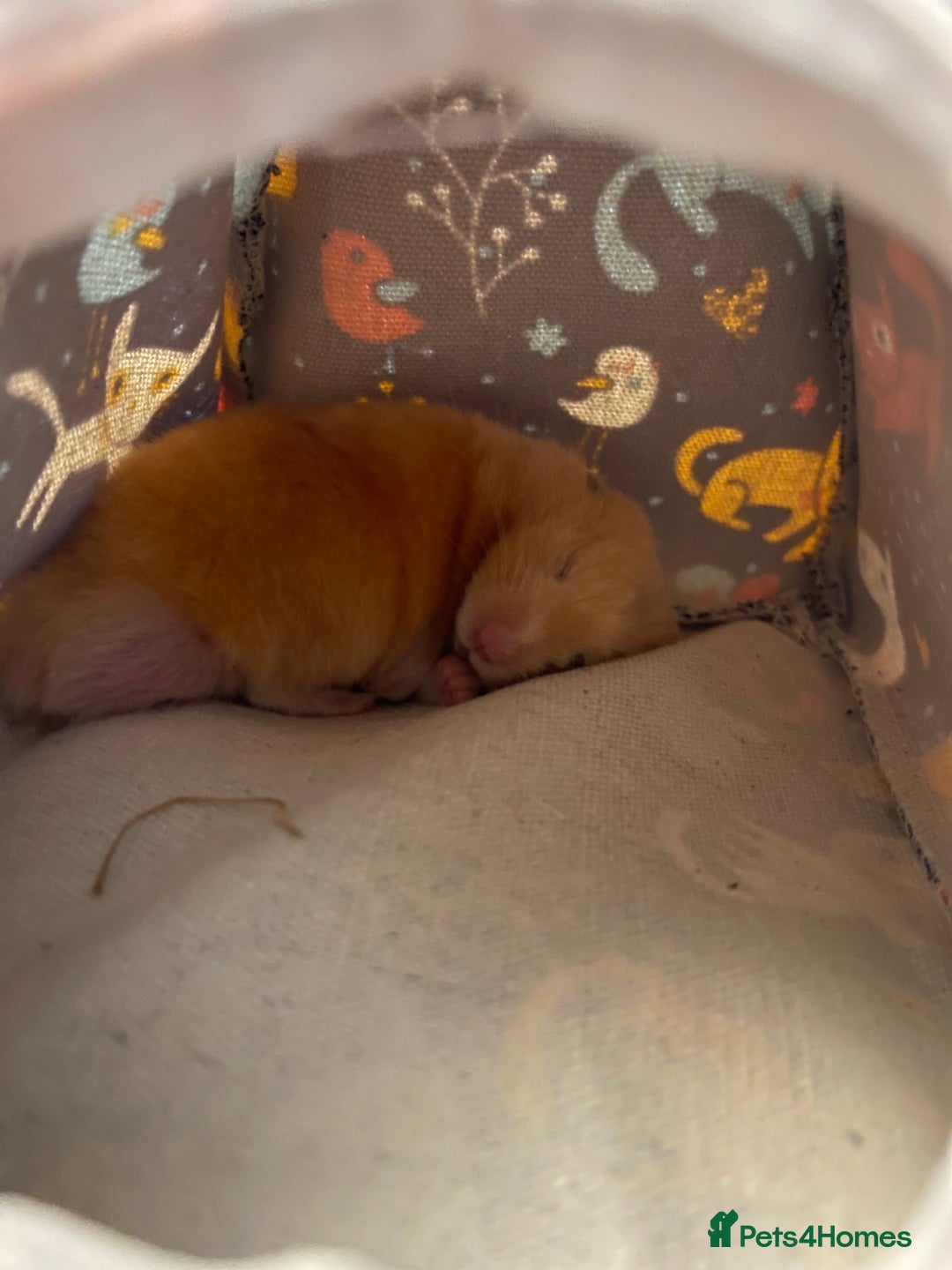 Hamster rodents for sale: Gorgeous male Syrian hamster  - Image 15