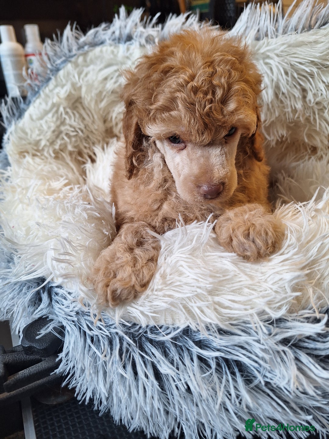 Miniature Poodle dogs for sale: KC REGISTERED MINIATURE POODLES - Image 10