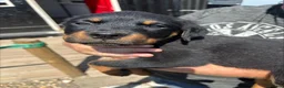 Rottweiler dogs for sale: rottweiller pups - Advert 8