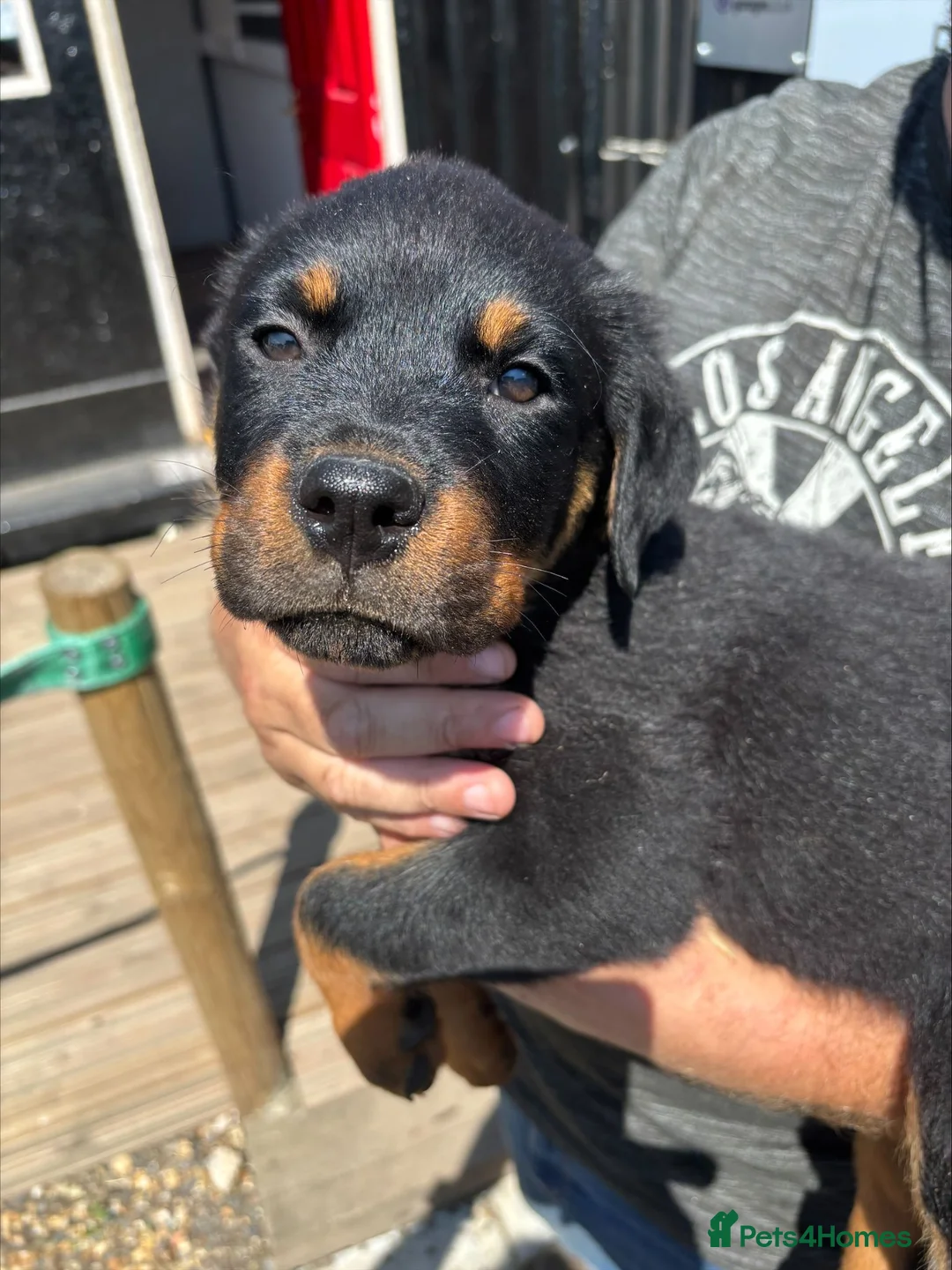 Rottweiler dogs for sale: rottweiller pups - Advert 8