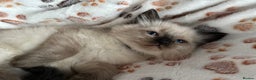 Ragdoll cats for sale: Gorgeous ragdoll kittens  - Advert 26