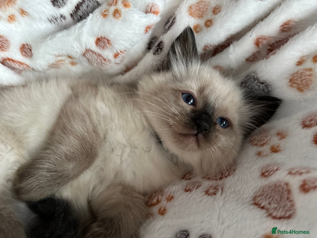 Ragdoll cats for sale: Gorgeous ragdoll kittens  - Advert 26