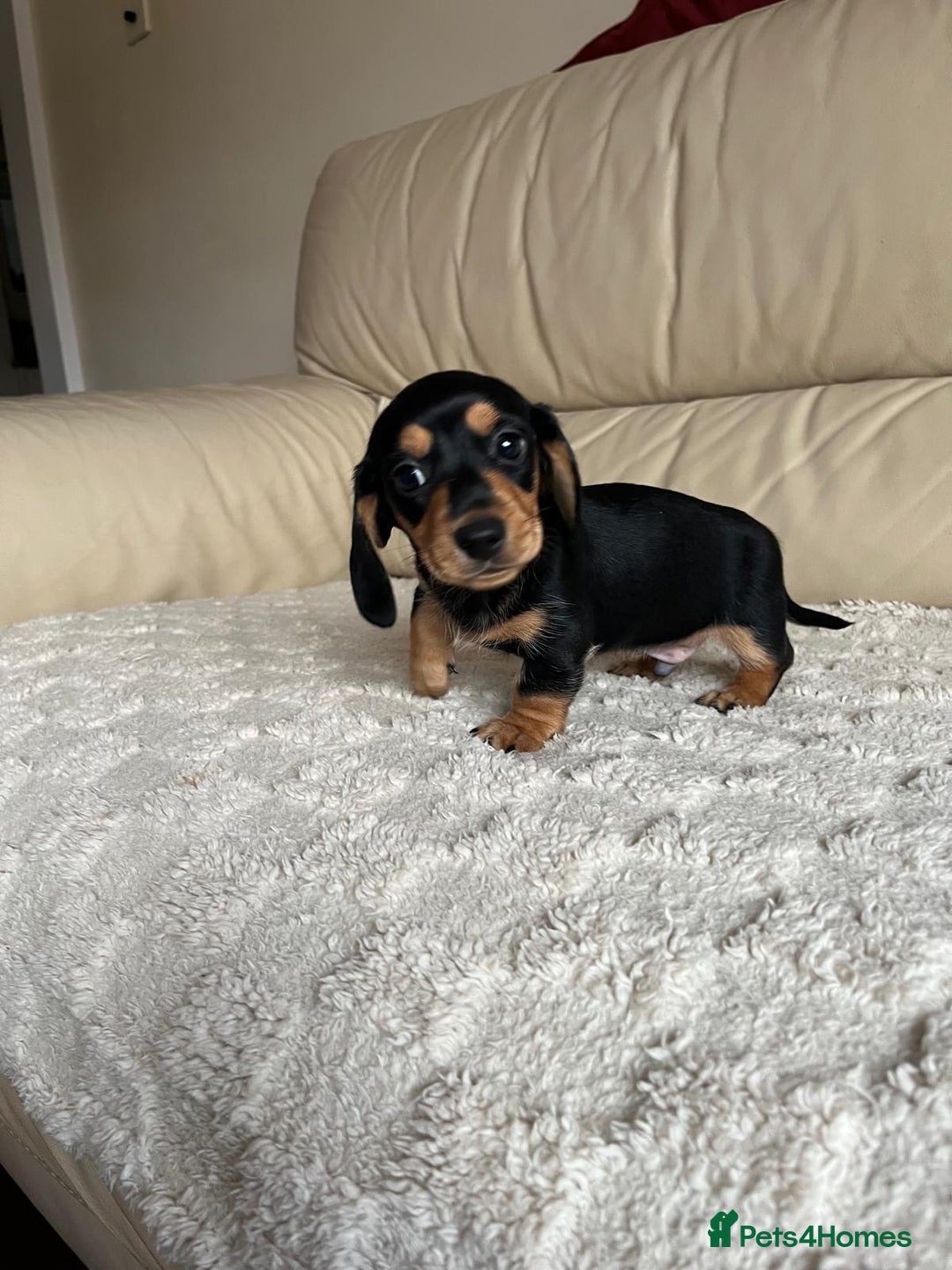 Miniature Dachshund dogs for sale: Stunning miniature dachshunds pups - Advert 3