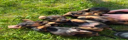 Dachshund dogs for sale: KC REG STANDARD WIRED HAIRED DACHSHUND (TECKELS) - Advert 25