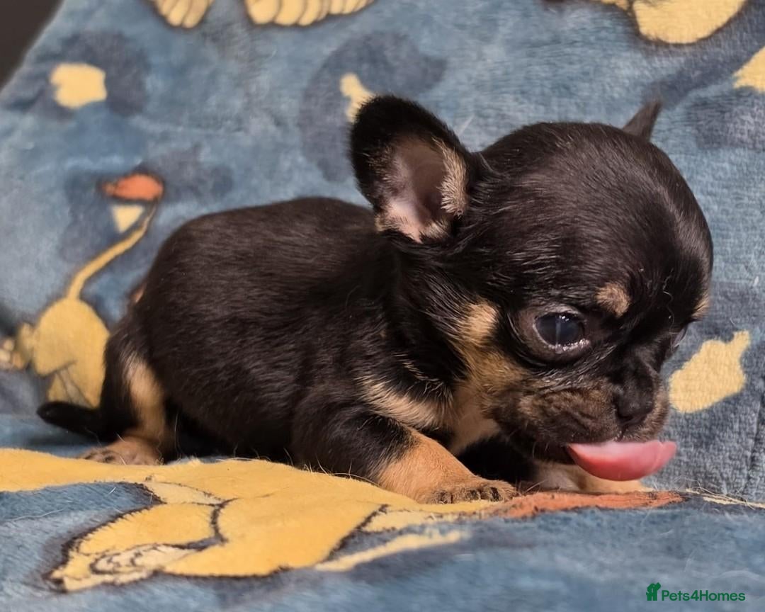 Mixed Breed dogs Bullhuahua puppies (French BulldogXChihuahua) - Advert 4
