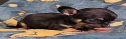 Mixed Breed dogs for sale: Bullhuahua puppies (French BulldogXChihuahua) - Advert 6