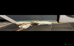 Domestic Shorthair cats for sale: 6 month old female cat  - Advert 4